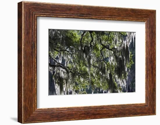 Georgia, Jekyll Island, Live Oak Trees-Walter Bibikow-Framed Photographic Print