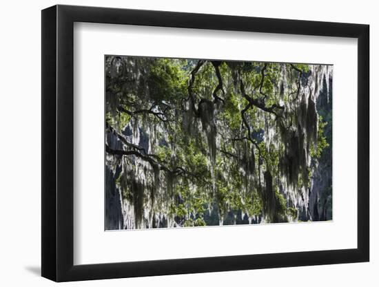 Georgia, Jekyll Island, Live Oak Trees-Walter Bibikow-Framed Photographic Print