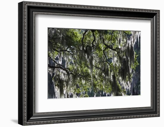 Georgia, Jekyll Island, Live Oak Trees-Walter Bibikow-Framed Photographic Print