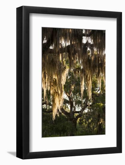 Georgia, Jekyll Island, Live Oak Trees-Walter Bibikow-Framed Photographic Print