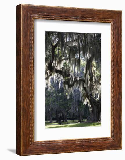 Georgia, Jekyll Island, Live Oak Trees-Walter Bibikow-Framed Photographic Print