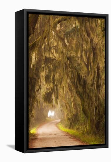 Georgia, Moss Draped Trees Along Laurel Hill Drive in the Savannah National Wildlife Refuge-Joanne Wells-Framed Premier Image Canvas