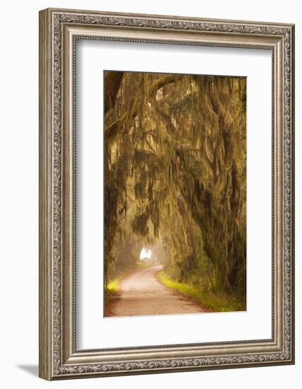 Georgia, Moss Draped Trees Along Laurel Hill Drive in the Savannah National Wildlife Refuge-Joanne Wells-Framed Photographic Print