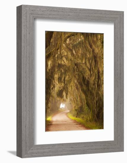 Georgia, Moss Draped Trees Along Laurel Hill Drive in the Savannah National Wildlife Refuge-Joanne Wells-Framed Photographic Print