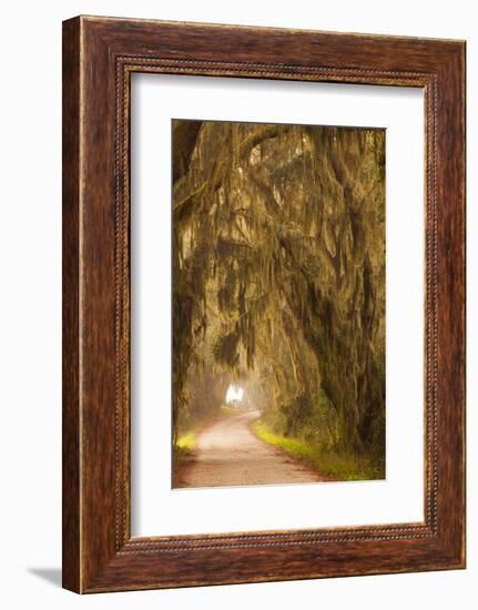 Georgia, Moss Draped Trees Along Laurel Hill Drive in the Savannah National Wildlife Refuge-Joanne Wells-Framed Photographic Print