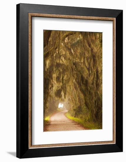 Georgia, Moss Draped Trees Along Laurel Hill Drive in the Savannah National Wildlife Refuge-Joanne Wells-Framed Photographic Print