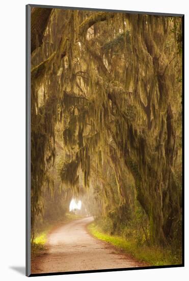 Georgia, Moss Draped Trees Along Laurel Hill Drive in the Savannah National Wildlife Refuge-Joanne Wells-Mounted Photographic Print