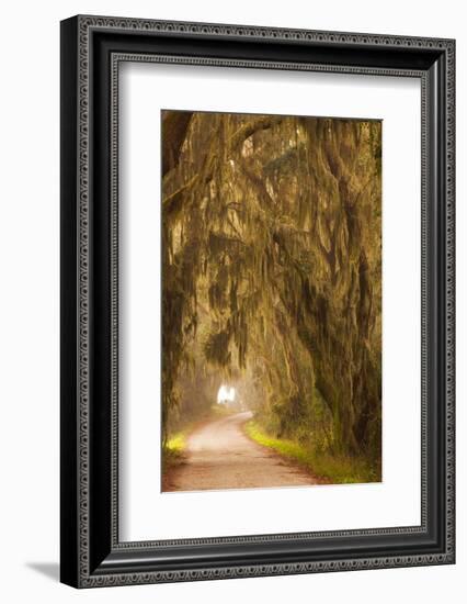 Georgia, Moss Draped Trees Along Laurel Hill Drive in the Savannah National Wildlife Refuge-Joanne Wells-Framed Photographic Print