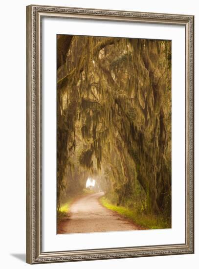 Georgia, Moss Draped Trees Along Laurel Hill Drive in the Savannah National Wildlife Refuge-Joanne Wells-Framed Photographic Print