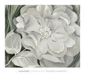 White Rose with Larkspur-Georgia O'Keeffe-Mounted Art Print