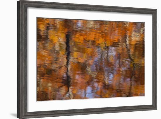 Georgia, Reflections of Autumn, Cypress Trees at George Smith SP-Joanne Wells-Framed Photographic Print