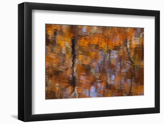 Georgia, Reflections of Autumn, Cypress Trees at George Smith SP-Joanne Wells-Framed Photographic Print