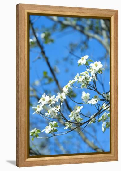 Georgia, Savannah, Flowering Dogwood-Lisa S^ Engelbrecht-Framed Premier Image Canvas