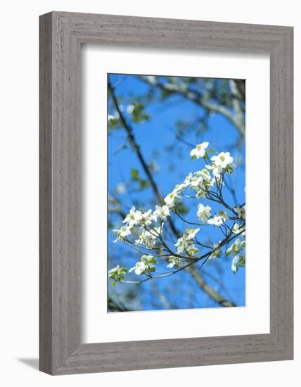 Georgia, Savannah, Flowering Dogwood-Lisa S^ Engelbrecht-Framed Photographic Print