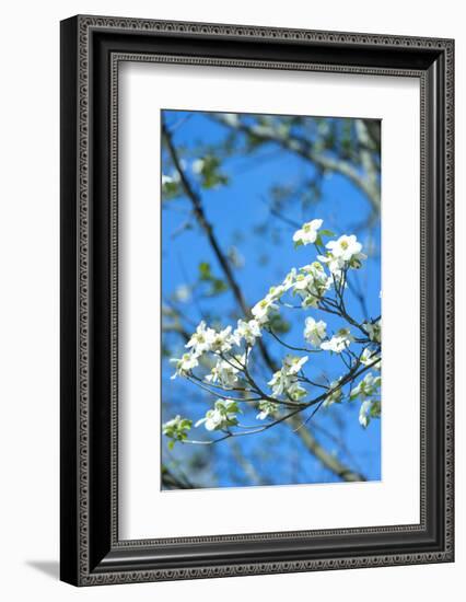 Georgia, Savannah, Flowering Dogwood-Lisa S^ Engelbrecht-Framed Photographic Print