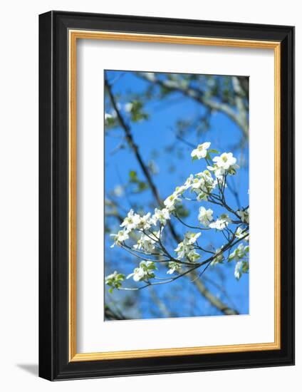 Georgia, Savannah, Flowering Dogwood-Lisa S^ Engelbrecht-Framed Photographic Print