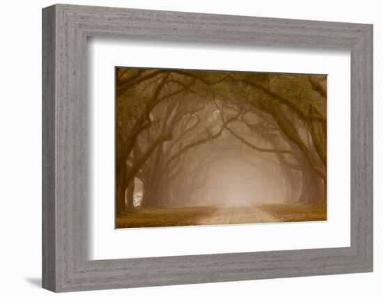 Georgia, Savannah, Fog and Oaks Along Drive at Wormsloe Plantation-Joanne Wells-Framed Photographic Print