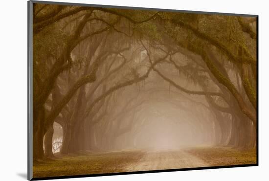 Georgia, Savannah, Fog and Oaks Along Drive at Wormsloe Plantation-Joanne Wells-Mounted Photographic Print