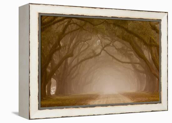 Georgia, Savannah, Fog and Oaks Along Drive at Wormsloe Plantation-Joanne Wells-Framed Premier Image Canvas