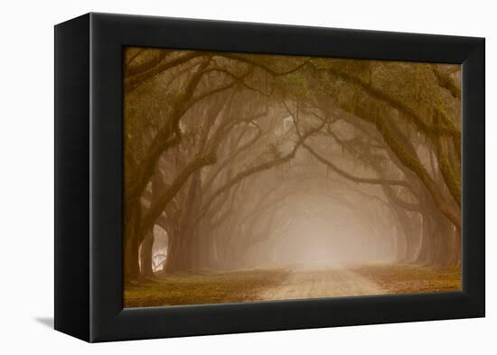 Georgia, Savannah, Fog and Oaks Along Drive at Wormsloe Plantation-Joanne Wells-Framed Premier Image Canvas