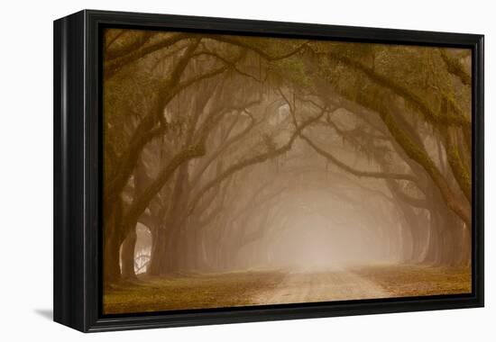 Georgia, Savannah, Fog and Oaks Along Drive at Wormsloe Plantation-Joanne Wells-Framed Premier Image Canvas