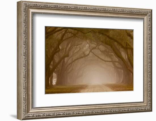 Georgia, Savannah, Fog and Oaks Along Drive at Wormsloe Plantation-Joanne Wells-Framed Photographic Print