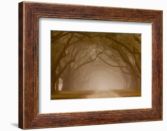 Georgia, Savannah, Fog and Oaks Along Drive at Wormsloe Plantation-Joanne Wells-Framed Photographic Print