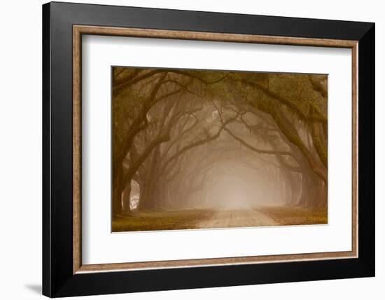 Georgia, Savannah, Fog and Oaks Along Drive at Wormsloe Plantation-Joanne Wells-Framed Photographic Print