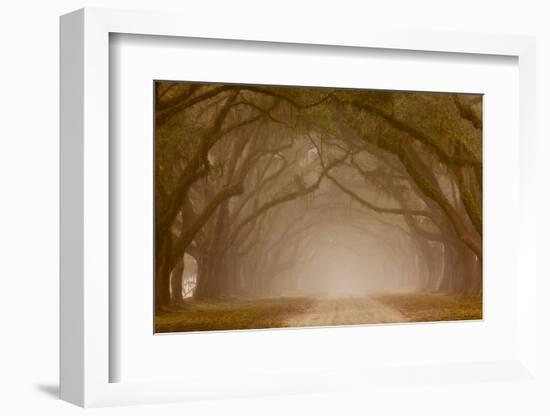 Georgia, Savannah, Fog and Oaks Along Drive at Wormsloe Plantation-Joanne Wells-Framed Photographic Print