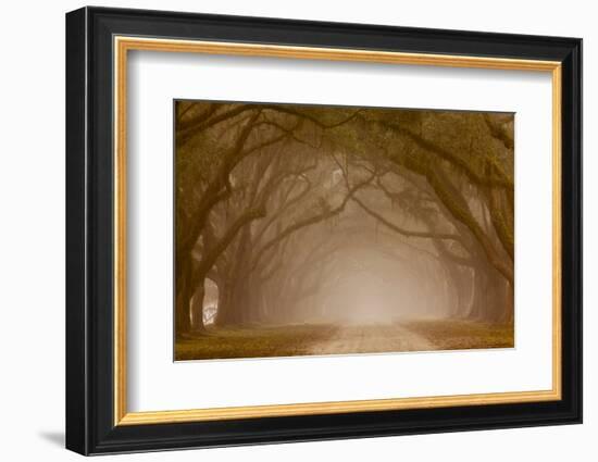 Georgia, Savannah, Fog and Oaks Along Drive at Wormsloe Plantation-Joanne Wells-Framed Photographic Print