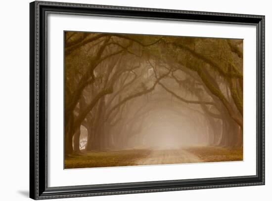 Georgia, Savannah, Fog and Oaks Along Drive at Wormsloe Plantation-Joanne Wells-Framed Photographic Print