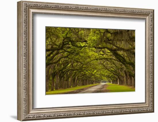 Georgia, Savannah, Mile Long Oak Drive at Historic Wormsloe Plantation-Joanne Wells-Framed Photographic Print