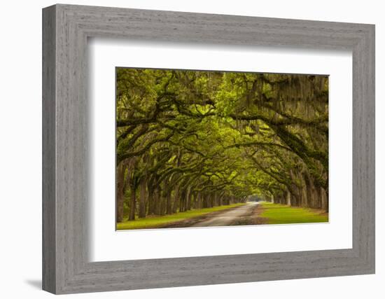 Georgia, Savannah, Mile Long Oak Drive at Historic Wormsloe Plantation-Joanne Wells-Framed Photographic Print