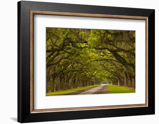 Georgia, Savannah, Mile Long Oak Drive at Historic Wormsloe Plantation-Joanne Wells-Framed Photographic Print