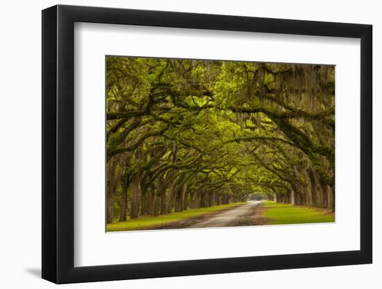Georgia, Savannah, Mile Long Oak Drive at Historic Wormsloe Plantation-Joanne Wells-Framed Photographic Print