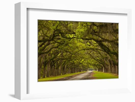 Georgia, Savannah, Mile Long Oak Drive at Historic Wormsloe Plantation-Joanne Wells-Framed Photographic Print