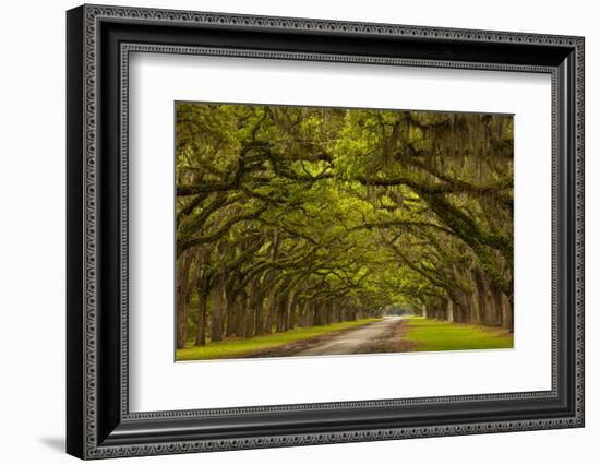 Georgia, Savannah, Mile Long Oak Drive at Historic Wormsloe Plantation-Joanne Wells-Framed Photographic Print