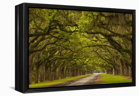 Georgia, Savannah, Mile Long Oak Drive at Historic Wormsloe Plantation-Joanne Wells-Framed Premier Image Canvas