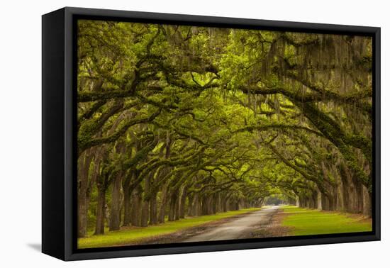 Georgia, Savannah, Mile Long Oak Drive at Historic Wormsloe Plantation-Joanne Wells-Framed Premier Image Canvas