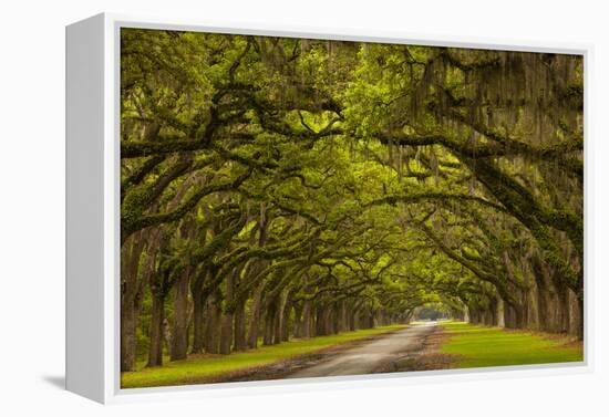 Georgia, Savannah, Mile Long Oak Drive at Historic Wormsloe Plantation-Joanne Wells-Framed Premier Image Canvas