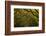 Georgia, Savannah, Oak Lined Drive at Historic Wormsloe Plantation-Joanne Wells-Framed Photographic Print