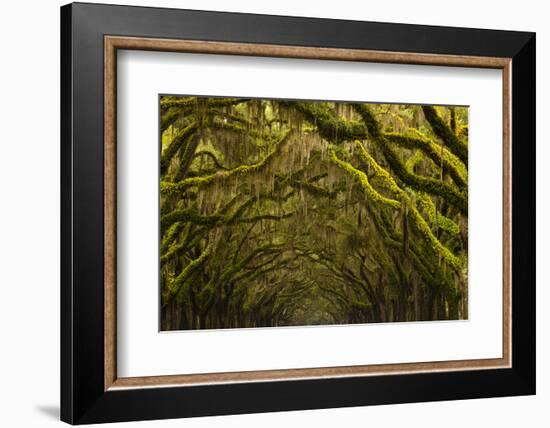 Georgia, Savannah, Oak Lined Drive at Historic Wormsloe Plantation-Joanne Wells-Framed Photographic Print