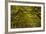 Georgia, Savannah, Oaks Covered in Moss at Wormsloe Plantation-Joanne Wells-Framed Photographic Print