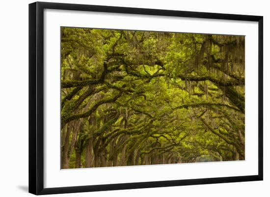 Georgia, Savannah, Oaks Covered in Moss at Wormsloe Plantation-Joanne Wells-Framed Photographic Print