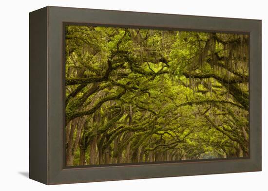 Georgia, Savannah, Oaks Covered in Moss at Wormsloe Plantation-Joanne Wells-Framed Premier Image Canvas