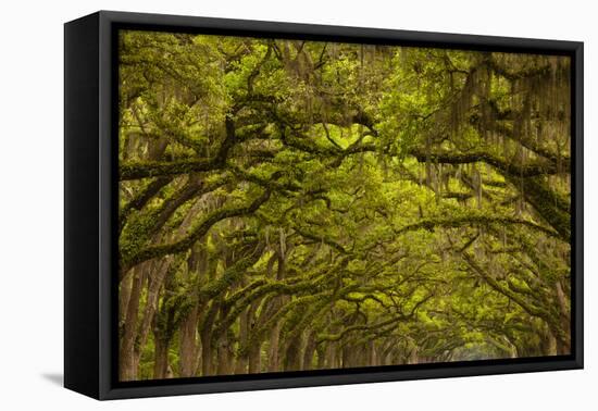 Georgia, Savannah, Oaks Covered in Moss at Wormsloe Plantation-Joanne Wells-Framed Premier Image Canvas