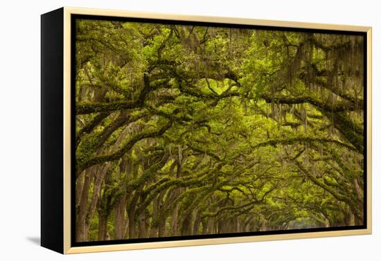Georgia, Savannah, Oaks Covered in Moss at Wormsloe Plantation-Joanne Wells-Framed Premier Image Canvas