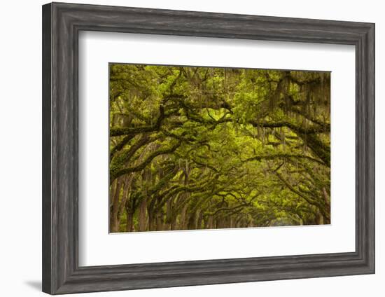 Georgia, Savannah, Oaks Covered in Moss at Wormsloe Plantation-Joanne Wells-Framed Photographic Print