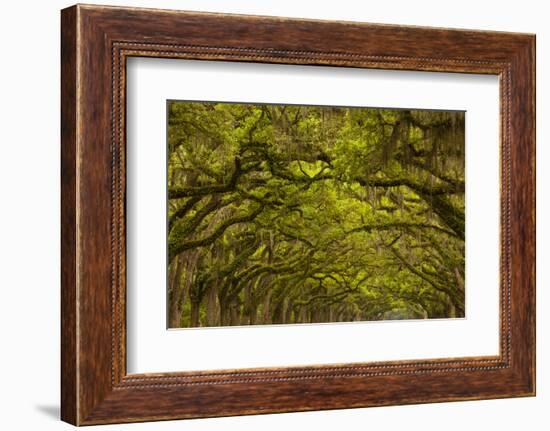 Georgia, Savannah, Oaks Covered in Moss at Wormsloe Plantation-Joanne Wells-Framed Photographic Print