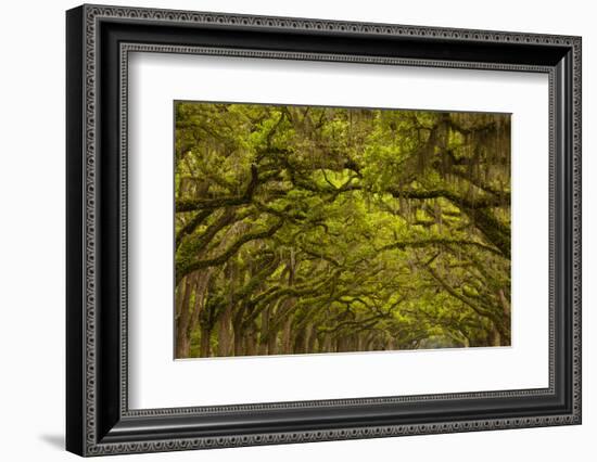 Georgia, Savannah, Oaks Covered in Moss at Wormsloe Plantation-Joanne Wells-Framed Photographic Print